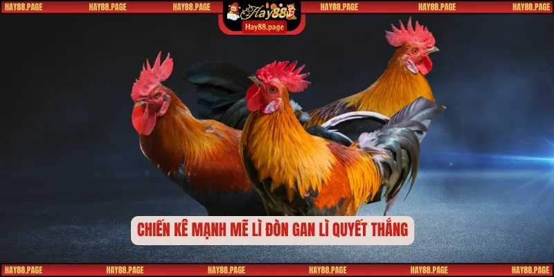 Đá Gà Cựa Dao – Đấu Trường Tinh Hoa Của Tốc Độ Và Bản Lĩnh 3 Chiến kê mạnh mẽ lì đòn gan lì quyết thắng