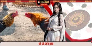 Đá gà cựa dao