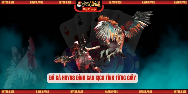 Trang chủ 33 Đá gà Hay88 đỉnh cao kịch tính từng giây