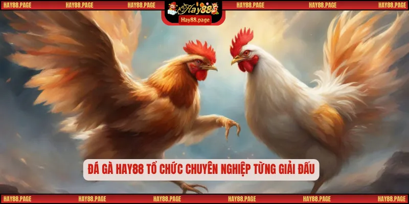 Đá gà Hay88 tổ chức chuyên nghiệp từng giải đấu