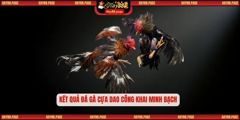 Đá Gà Cựa Dao – Đấu Trường Tinh Hoa Của Tốc Độ Và Bản Lĩnh 2 Kết quả đá gà cựa dao công khai minh bạch