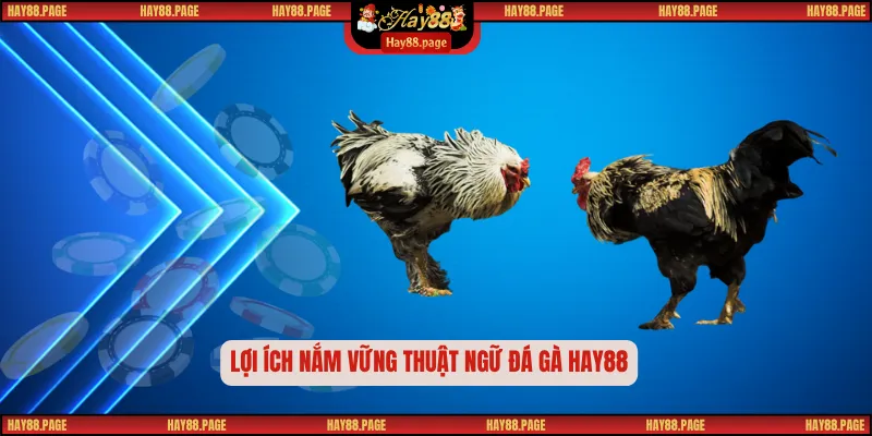 Thuật Ngữ Đá Gà – Từ Điển Thu Nhỏ Của Nghệ Thuật Chọi Kê 1 Lợi ích nắm vững thuật ngữ đá gà HAY88