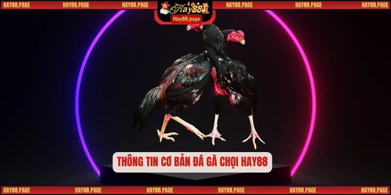 Đá Gà Chọi HAY88 – Sân Chơi Của Những Chiến Kê Bất Khuất 1 Thông tin cơ bản đá gà chọi HAY88