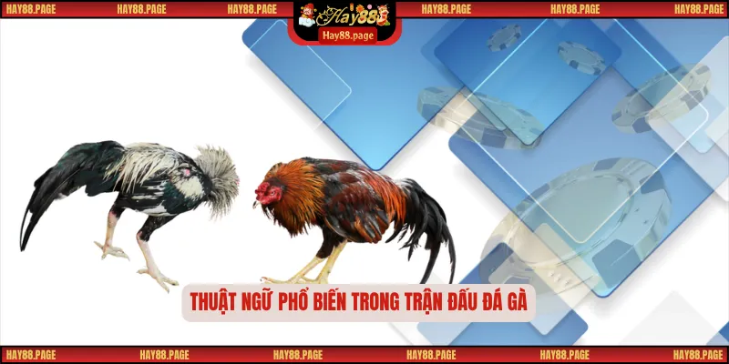 Thuật Ngữ Đá Gà – Từ Điển Thu Nhỏ Của Nghệ Thuật Chọi Kê 3 Thuật ngữ phổ biến trong trận đấu đá gà