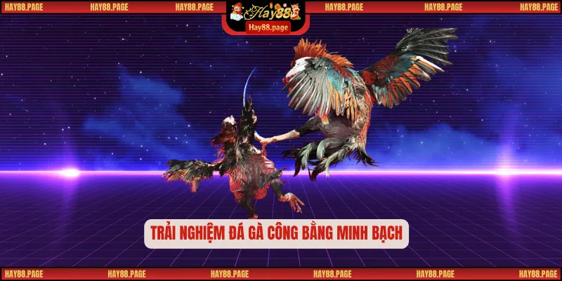 Đá Gà mộc bài – Điểm Hẹn Đỉnh Cao Của Những Chiến Kê 3 Trải nghiệm đá gà công bằng minh bạch