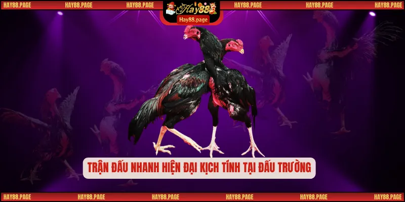 Đá Gà mộc bài – Điểm Hẹn Đỉnh Cao Của Những Chiến Kê 2 Trận đấu nhanh hiện đại kịch tính tại đấu trường