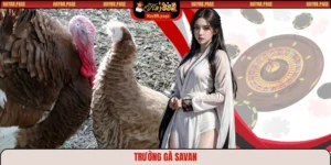 Trường gà Savan