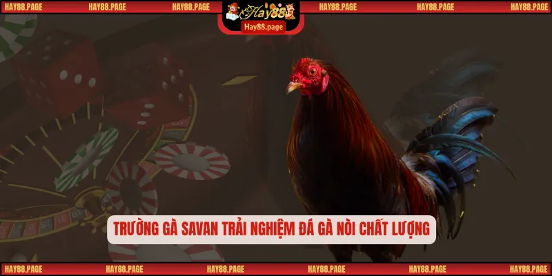 Trường Gà Savan – Điểm Hẹn Đá Gà Hấp Dẫn Sôi Động Công Bằng 2 Trường gà Savan trải nghiệm đá gà nòi chất lượng
