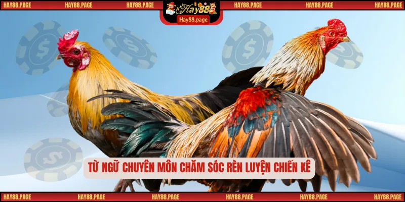 Thuật Ngữ Đá Gà – Từ Điển Thu Nhỏ Của Nghệ Thuật Chọi Kê 2 Từ ngữ chuyên môn chăm sóc rèn luyện chiến kê